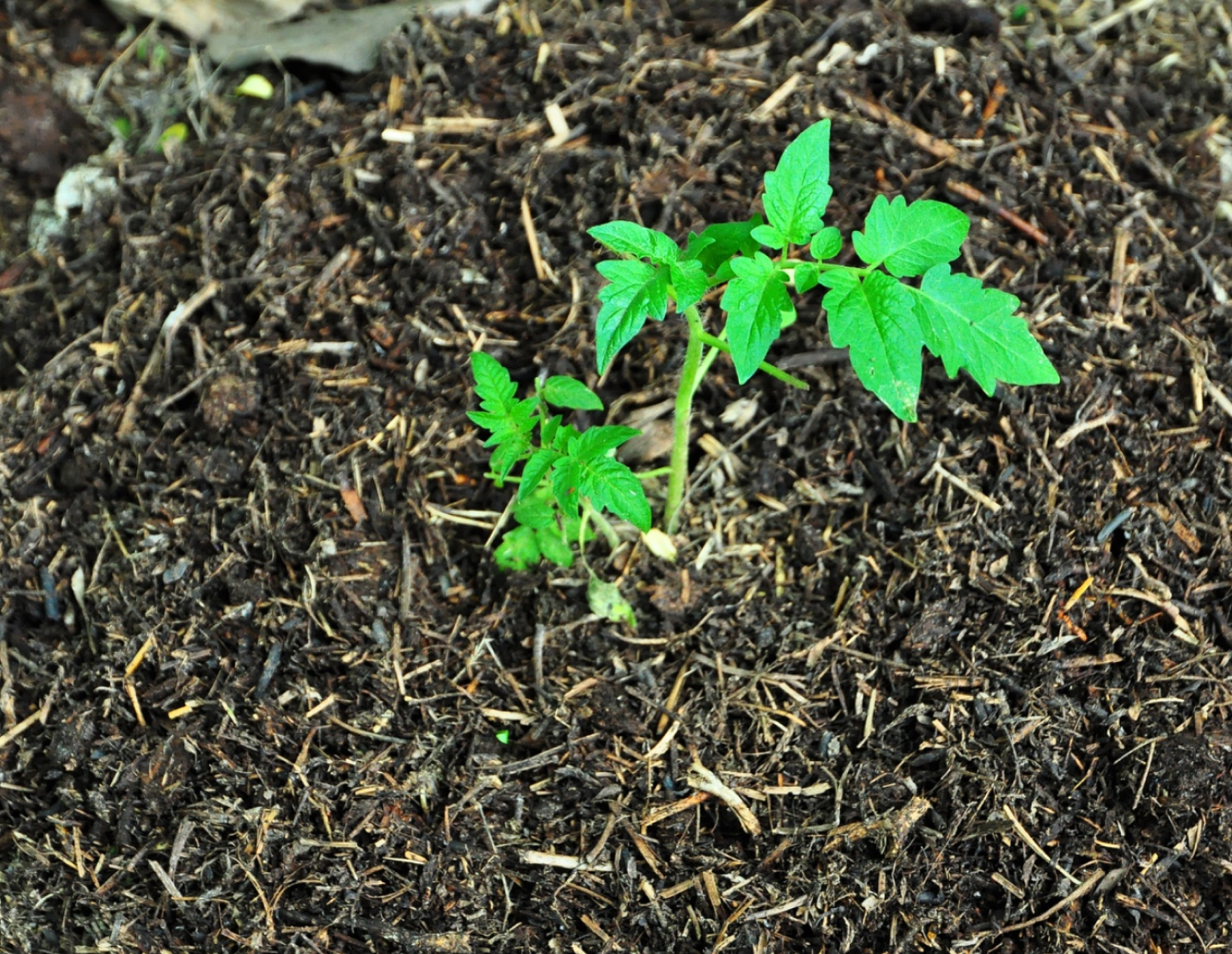 Growth of Feeder Roots