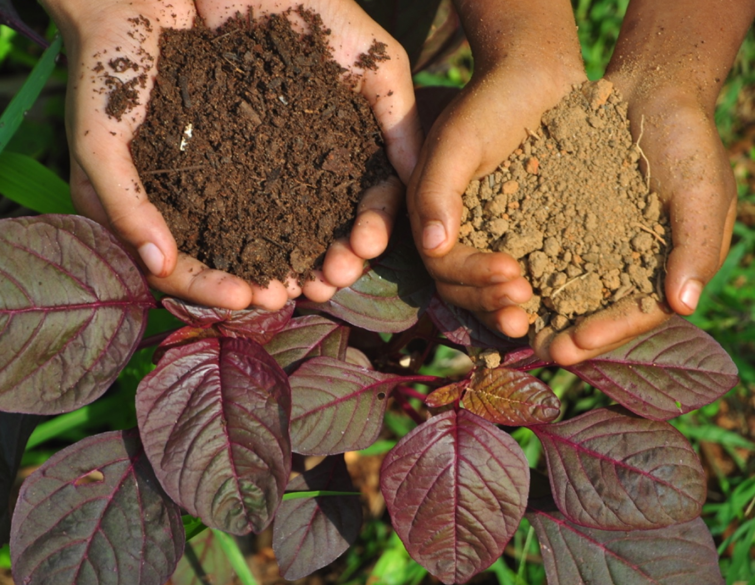 Growth of Feeder Roots