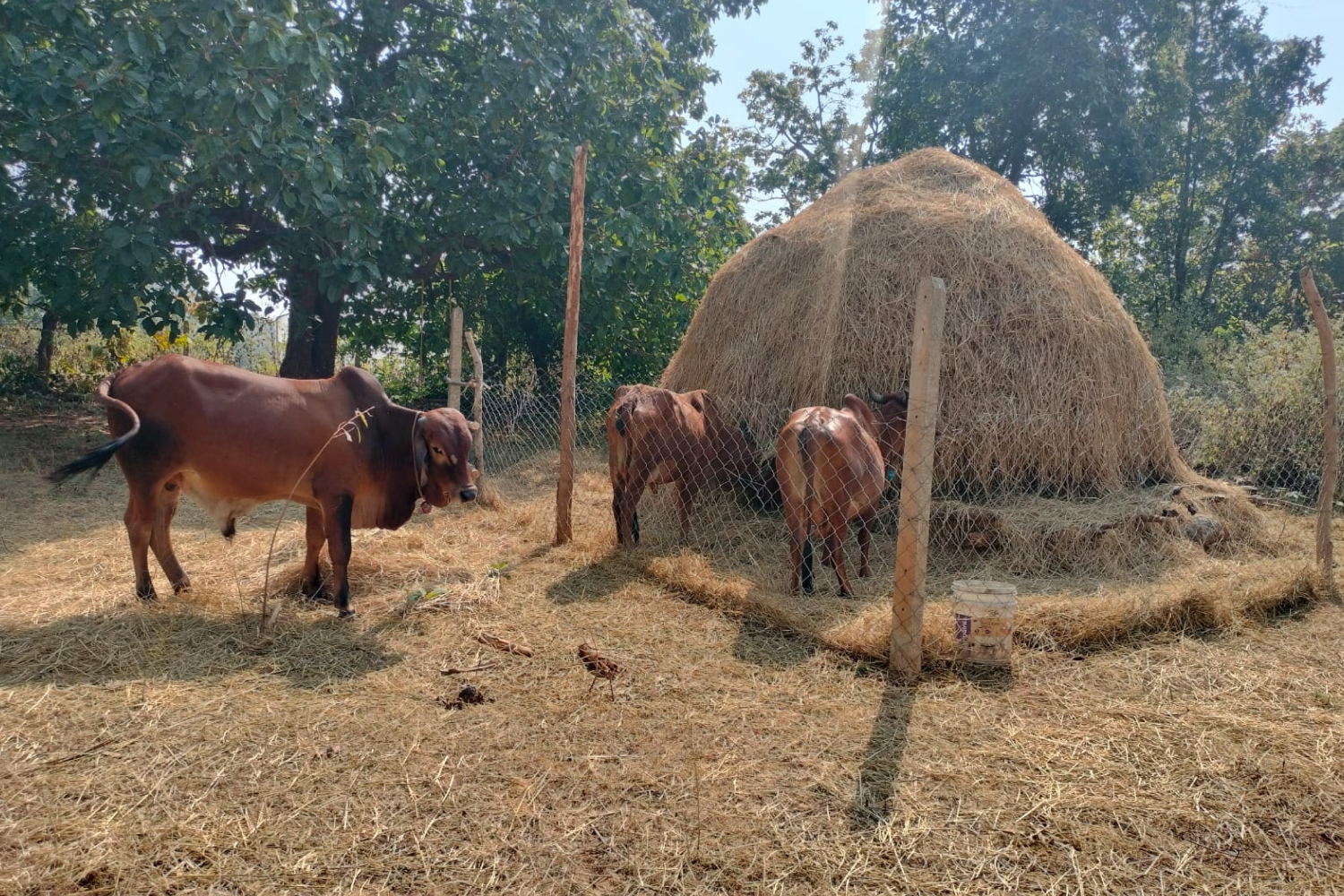 saranya_angul_odisha_4